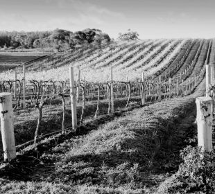 CPD in the Vines - Barossa